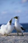 Australia, Coringa Island, Masked Booby birds