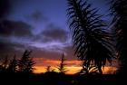 Dunedin, South Island, New Zealand, Trees and sunset