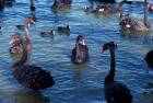 Australia, Perth, Bibra Lake Black Swans