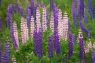 New Zealand, South Island Lupine Flower Scenic