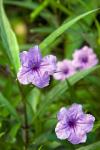 Flowers, Antigua, West Indies, Caribbean