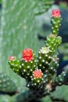 Fat plant, Antigua, West Indies, Caribbean