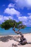 Lone Divi Tree, Aruba, Caribbean