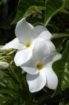 White Flowers on Palm Beach, Aruba