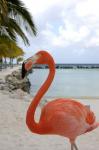 Pink Flamingo on Renaissance Island, Aruba, Caribbean