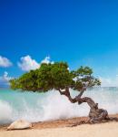 Divi Divi Tree, Eagle Beach, Aruba, Caribbean