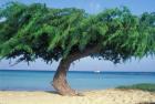 Kwihi Tree,  Aruba, Caribbean