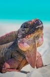 Bahamas, Exuma Island Close-Up Of Iguana On Beach