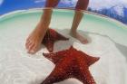 Starfish and Feet, Bahamas, Caribbean