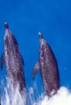 Atlantic Spotted Dolphins, Bimini, Bahamas