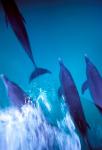 Atlantic Spotted Dolphins standing, Bimini, Bahamas