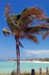 Palm Tree of Castaway Cay, Bahamas, Caribbean