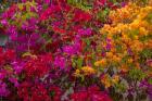 Bougainvillea flowers, Princess Cays, Eleuthera, Bahamas