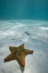 Bahamas, Marine Life, Sea star, Golden Rock Beach