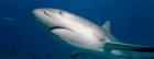 Bahamas, New Providence Island, Caribbean Reef Sharks