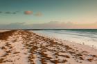 Bahamas, Eleuthera, Harbor Island, Pink Sand Beach with seaweed