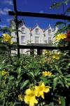 Yellow flowers, St Nicholas Abbey, St Peter Parish, Barbados, Caribbean