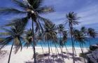 Palm Trees on St Philip, Barbados, Caribbean