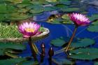 Water Lillies in Reflecting Pool at Palm Grove Gardens, Barbados
