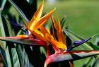 Bird of Paradise in Bermuda Botanical Gardens, Caribbean