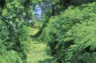 View of Path Through Trees, Bermuda, Caribbean