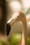 Caribbean, Bonaire, Flamingos, tropical bird