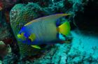 Queen Angelfish, Bonaire, Netherlands Antilles