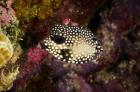 Smooth Trunkfish, Bonaire, Netherlands Antilles