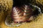 Marine life, Christmas Tree Worm, Star Coral, Bonaire