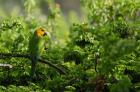 Caribbean Parakeet tropical bird, Netherlands Antilles