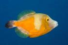 Whitespotted File fish Orange Phase, Bonaire, Caribbean