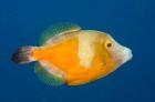 Whitespotted File fish Orange Phase, Bonaire, Caribbean