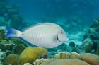 Ocean Surgeonfish, Bonaire, Netherlands Antilles