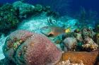 Stoplight Parrotfish, Bonaire, Netherlands Antilles