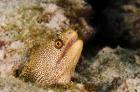 Goldentail Moray fish, Bonaire, Netherlands Antilles