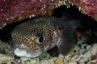 Porcupine Fish, Bonaire, Netherlands Antilles, Caribbean