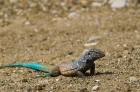 Bonaire Whiptail Lizard, Bonaire, Netherlands Antilles