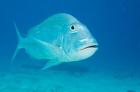 Jolthead Porgy fish, Bonaire, Netherlands Antilles