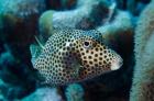 Spotted Trunkfish, Bonaire, Netherlands Antilles