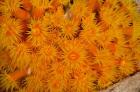 Orange Cup Coral marine life, Netherlands Antilles