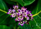 Crown Flower in Virgin Gorda, British Virgin Islands