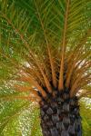 British Virgin Islands, Scrub Island Close Up Of The Underside Of A Palm Tree