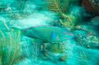 Stoplight Parrotfish, Virgin Gorda Island, British Virgin Islands, Caribbean