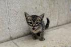 Cute kitten on the streets of Old Havana, Havana, Cuba