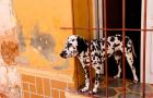 Spotted dog and colorful wall in Trinidad Cuba