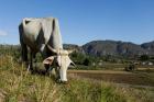 Ox Grazing, Farm animals, Vinales, Cuba
