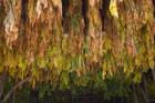 Drying tobacco, Cuba