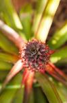 Cuba, Vinales, El Jardin de Caridad, Pineapple