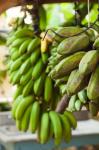 Cuba, Vinales, El Jardin de Caridad, Bananas