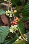 Cuba, Trinidad, Topes de Collantes park coffee